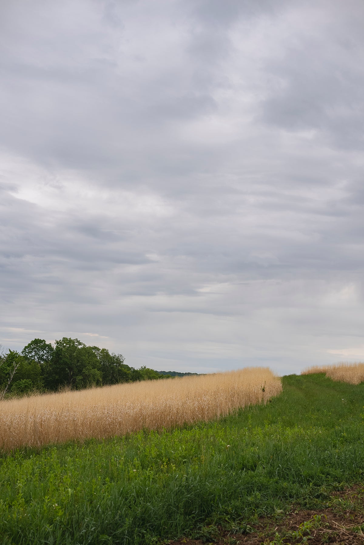 RC Sundance Switchgrass Habitat Seed