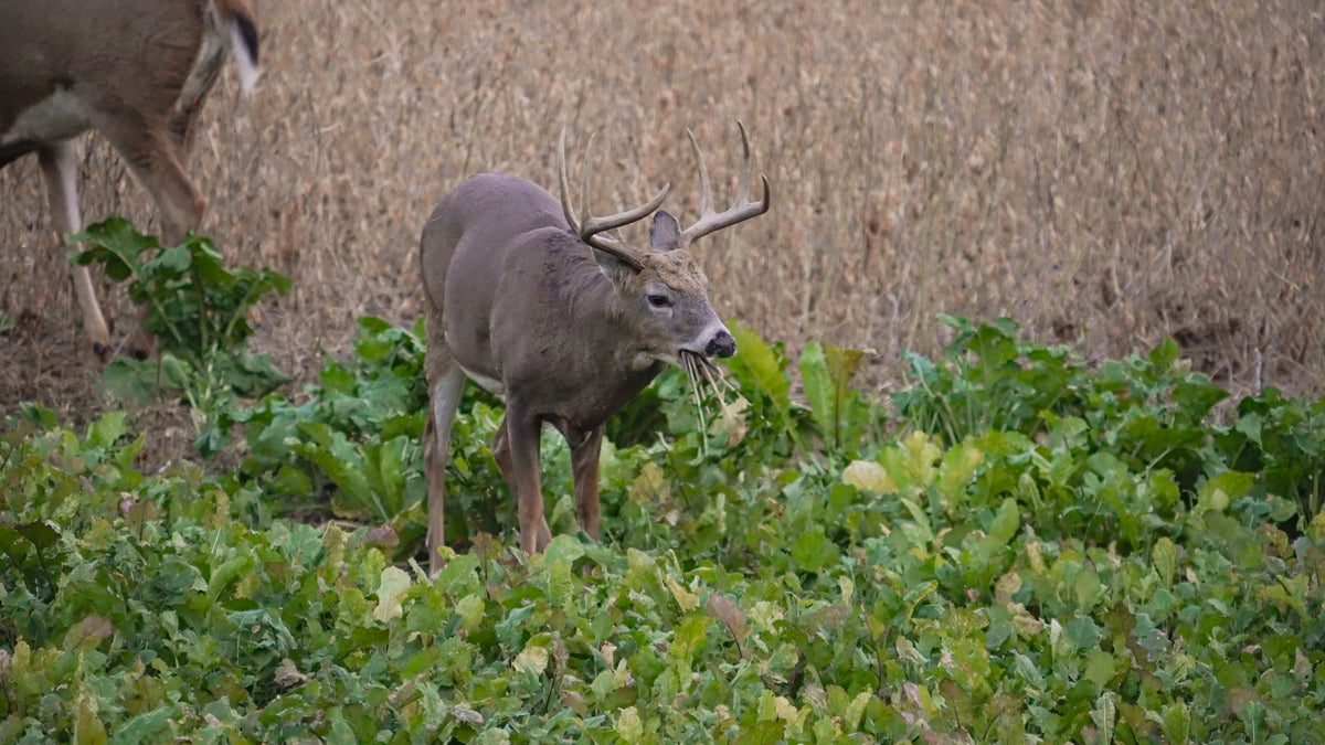 Big Sexy™ Food Plot Seed