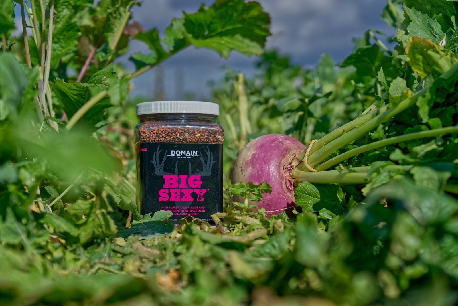 Domain Outdoor Big Sexy food plot with bulb