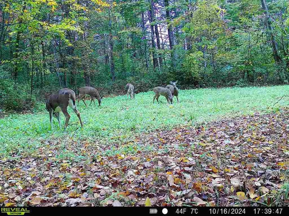 Forage Factory™ Food Plot Seed