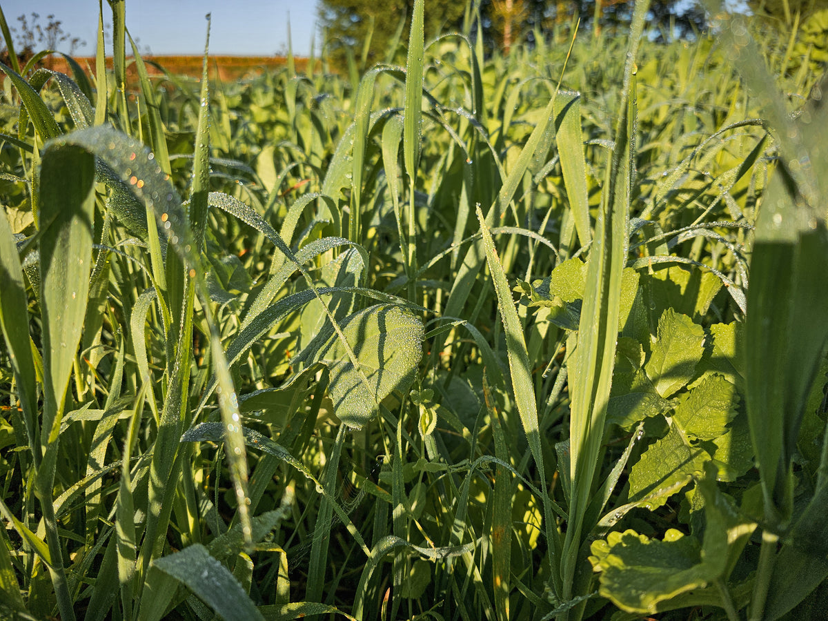 Forage Factory™ Food Plot Seed