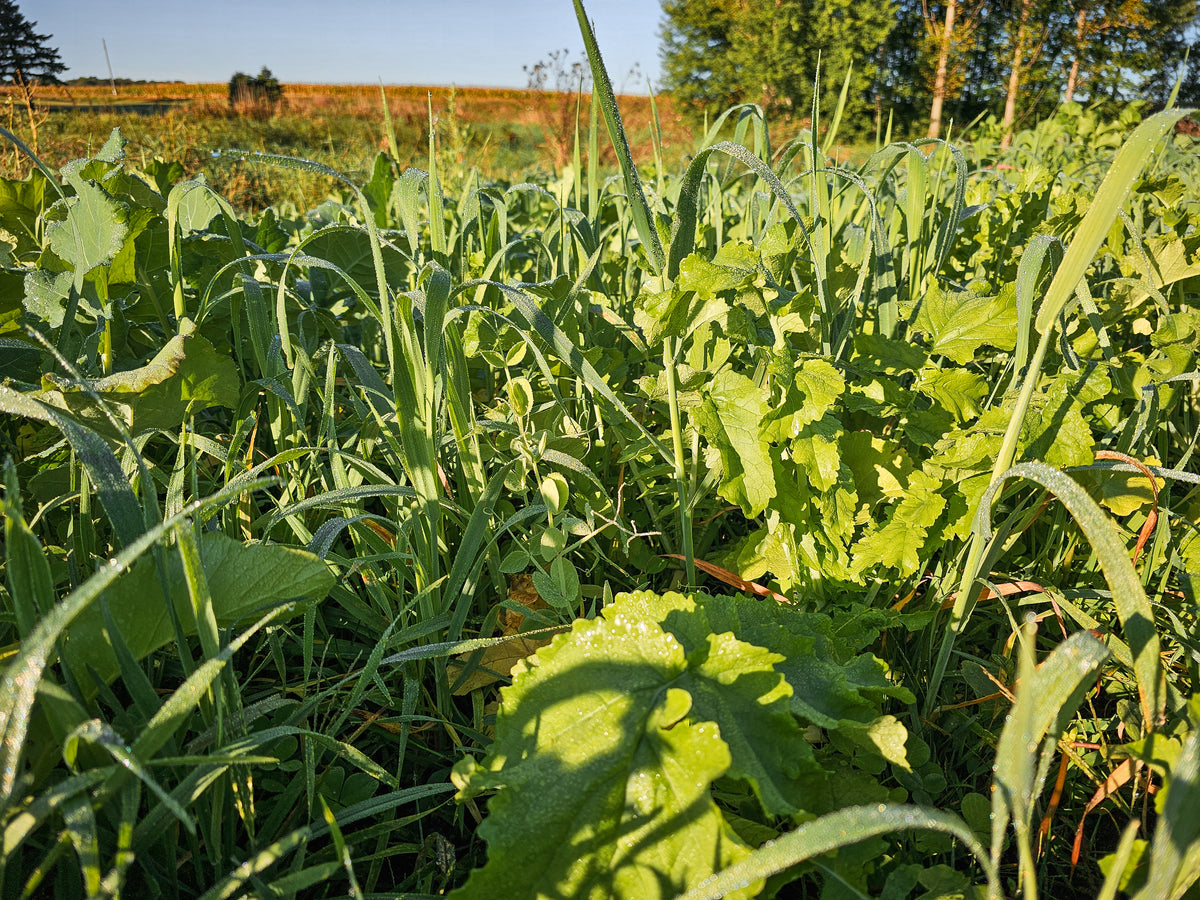 Forage Factory™ Food Plot Seed