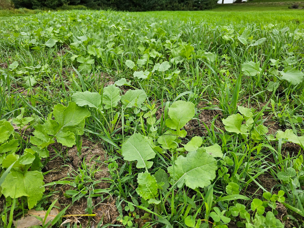 Forage Factory™ Food Plot Seed