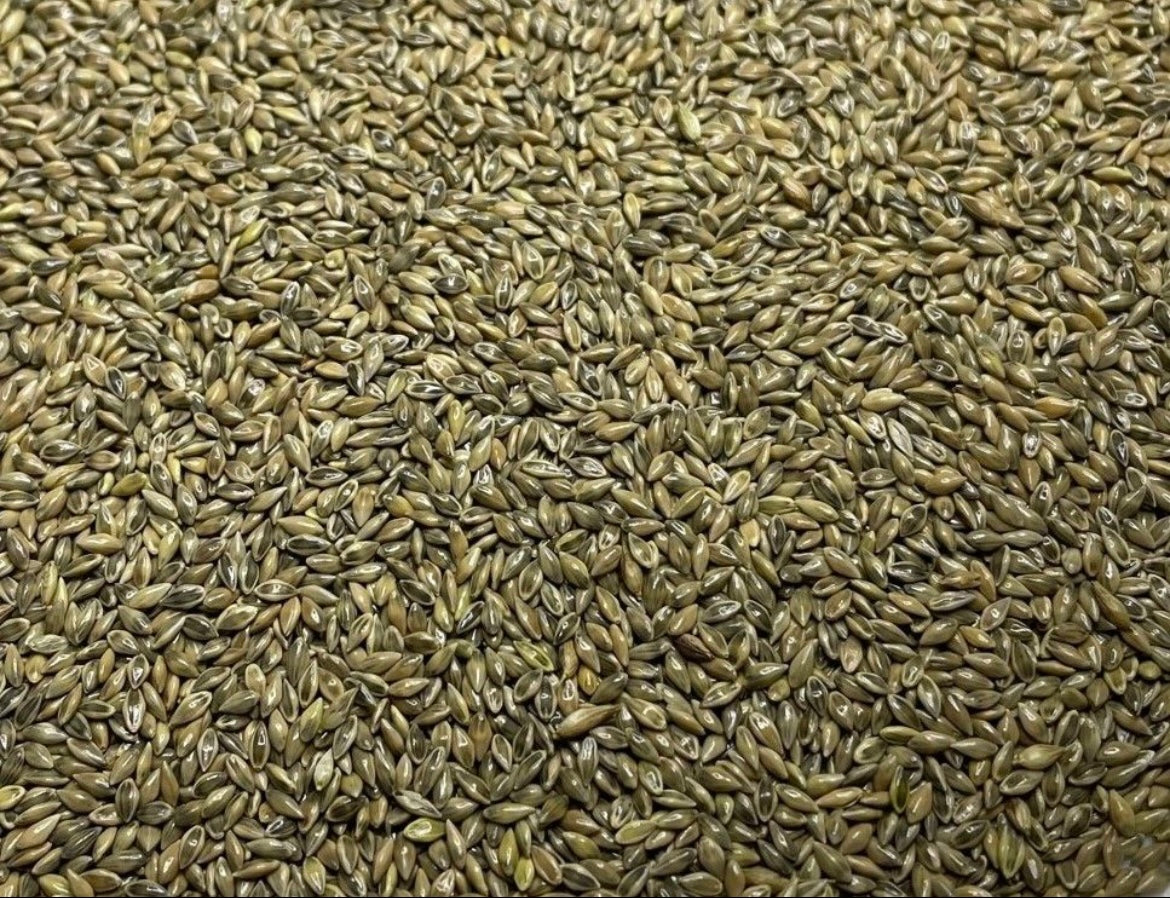 RC Sundance Switchgrass Habitat Seed