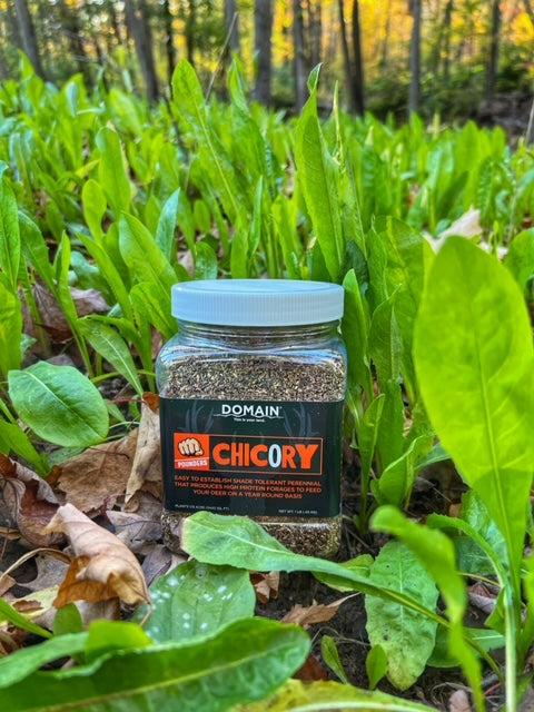 planting chicory seeds Domain Pounder – Chicory Food Plot Seed