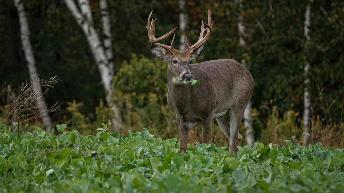 Show Stopper™ Food Plot Seed
