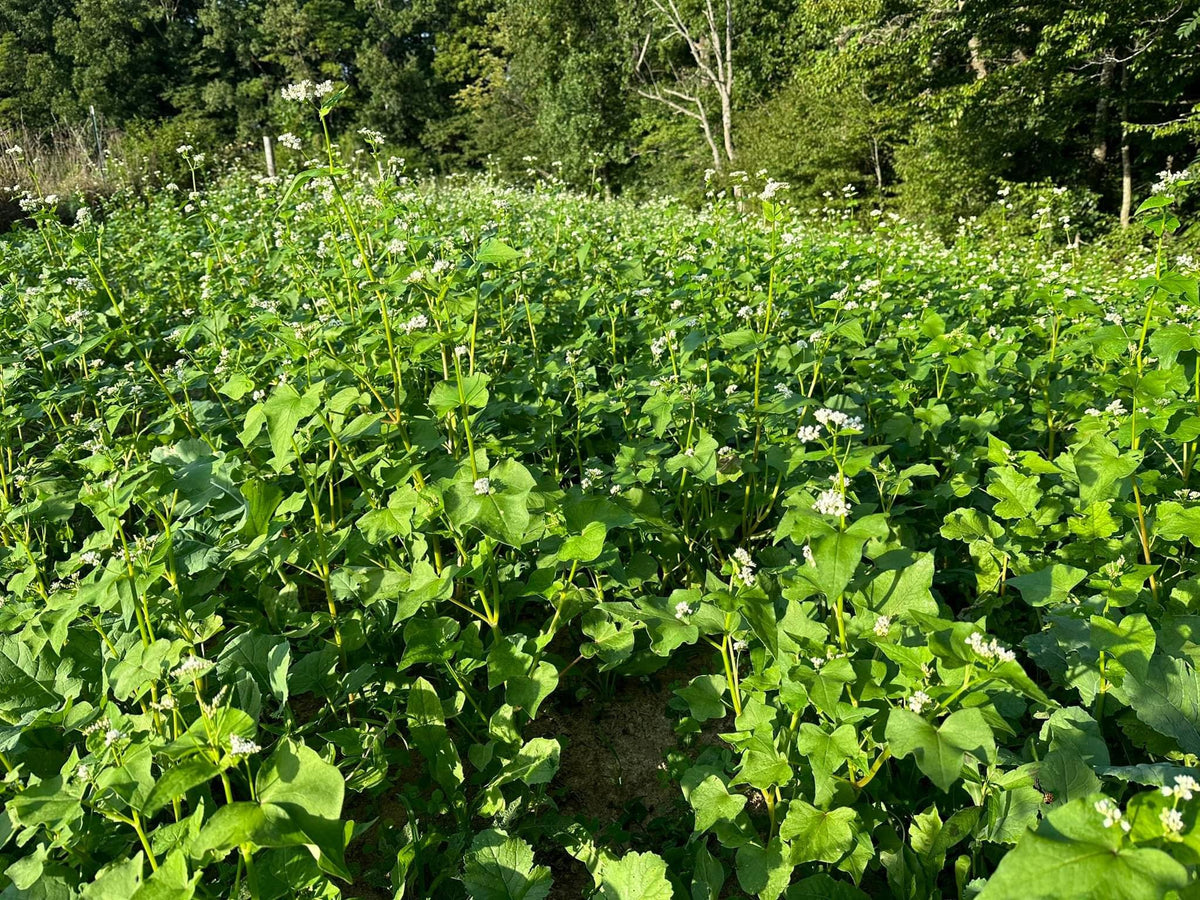 Overhaul™ Food Plot Seed