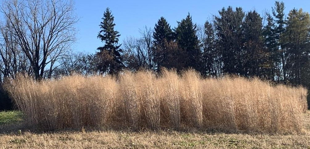 RC Sundance Switchgrass Habitat Seed