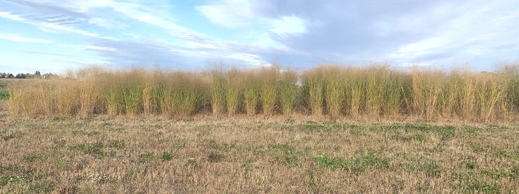 RC Sundance Switchgrass Habitat Seed