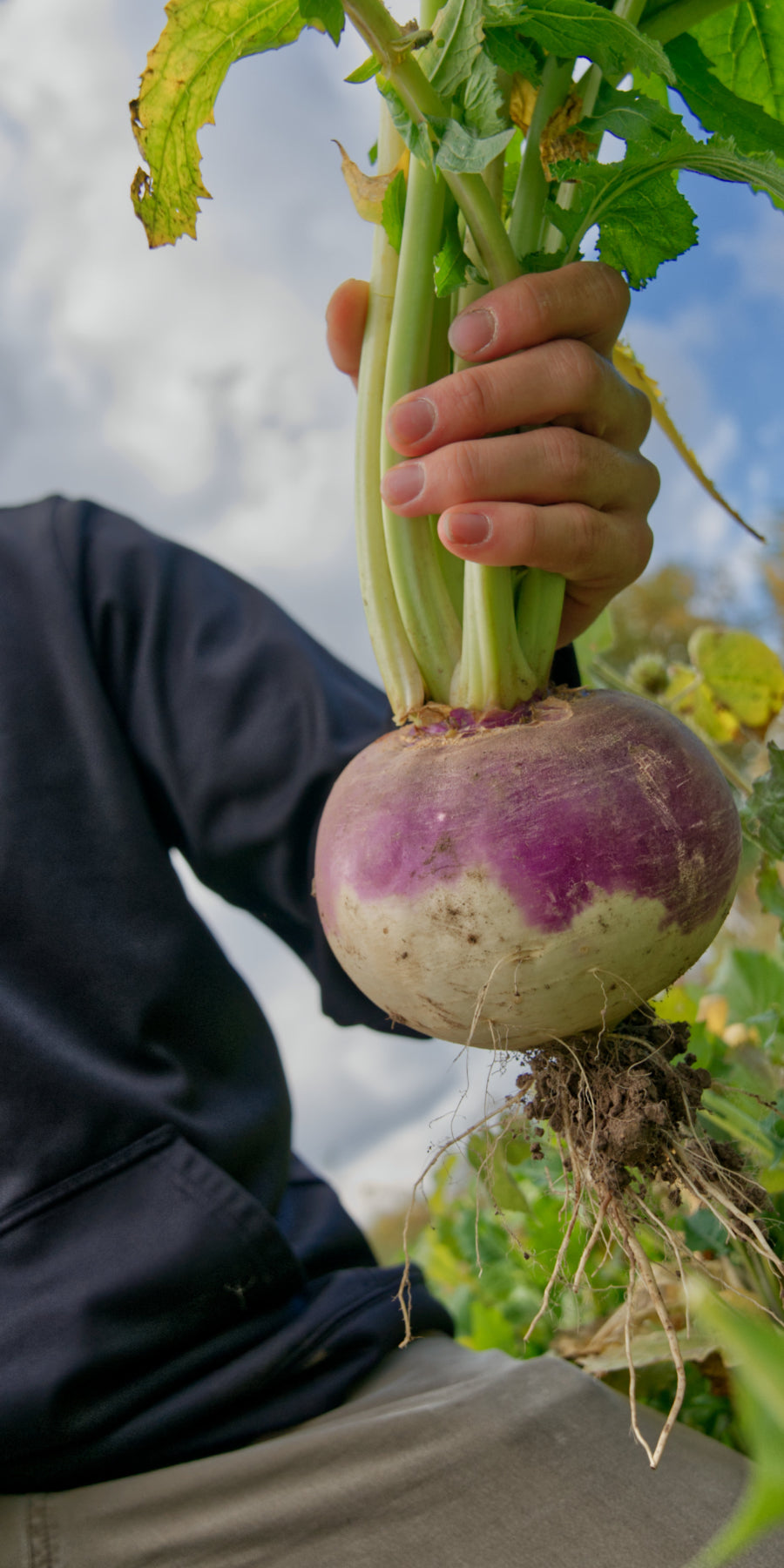 Domain Outdoor Purple Top turnip