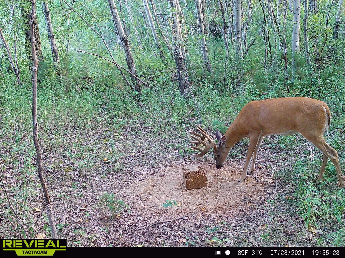 Stockpile™ Deer Block - 20 LBS