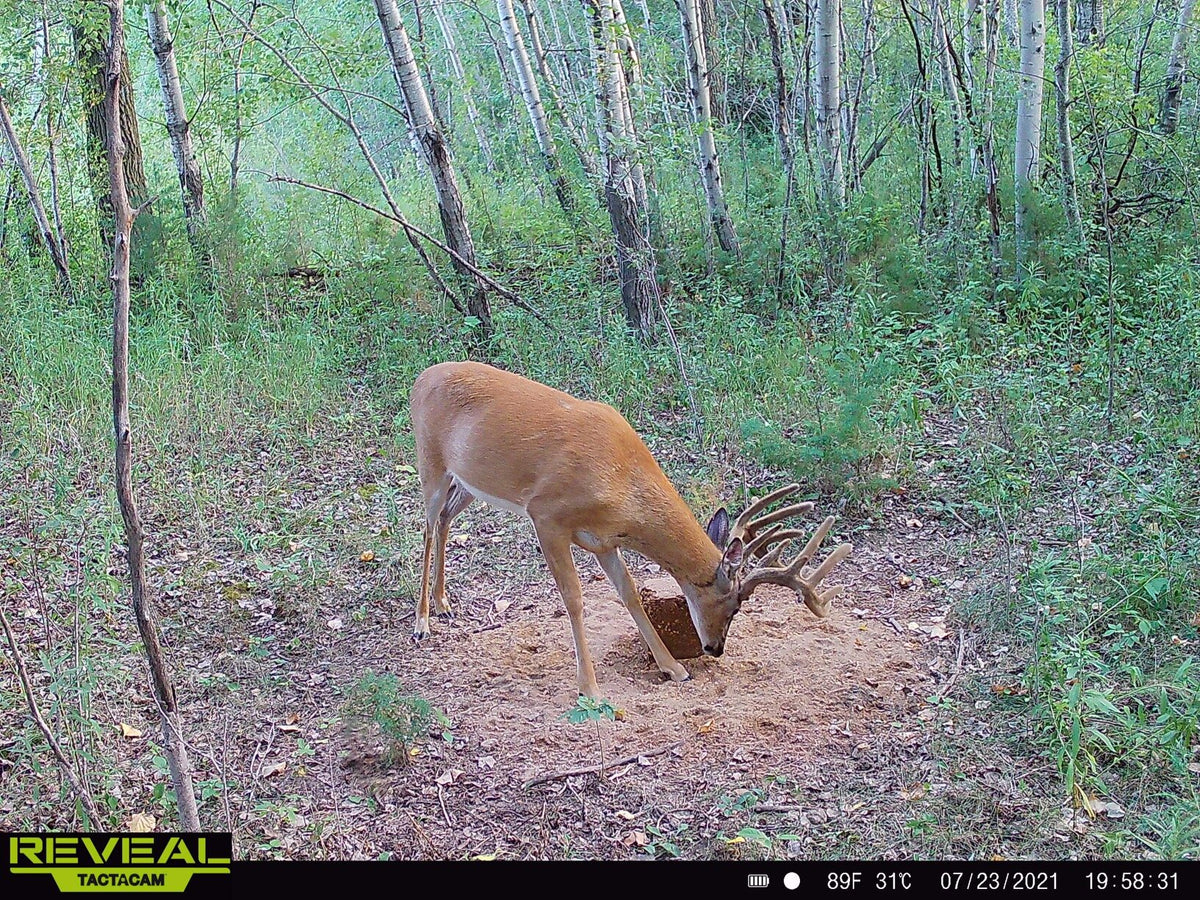 Stockpile™ Deer Block - 20 LBS