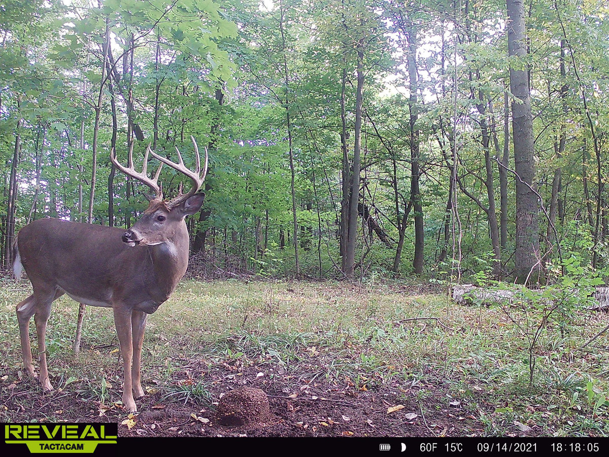 Stockpile™ Deer Block - 20 LBS