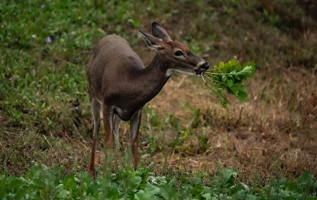 THE IMPORTANCE OF A VARIETY OF FORAGES TO FEED YOUR DEER IN THE FALL