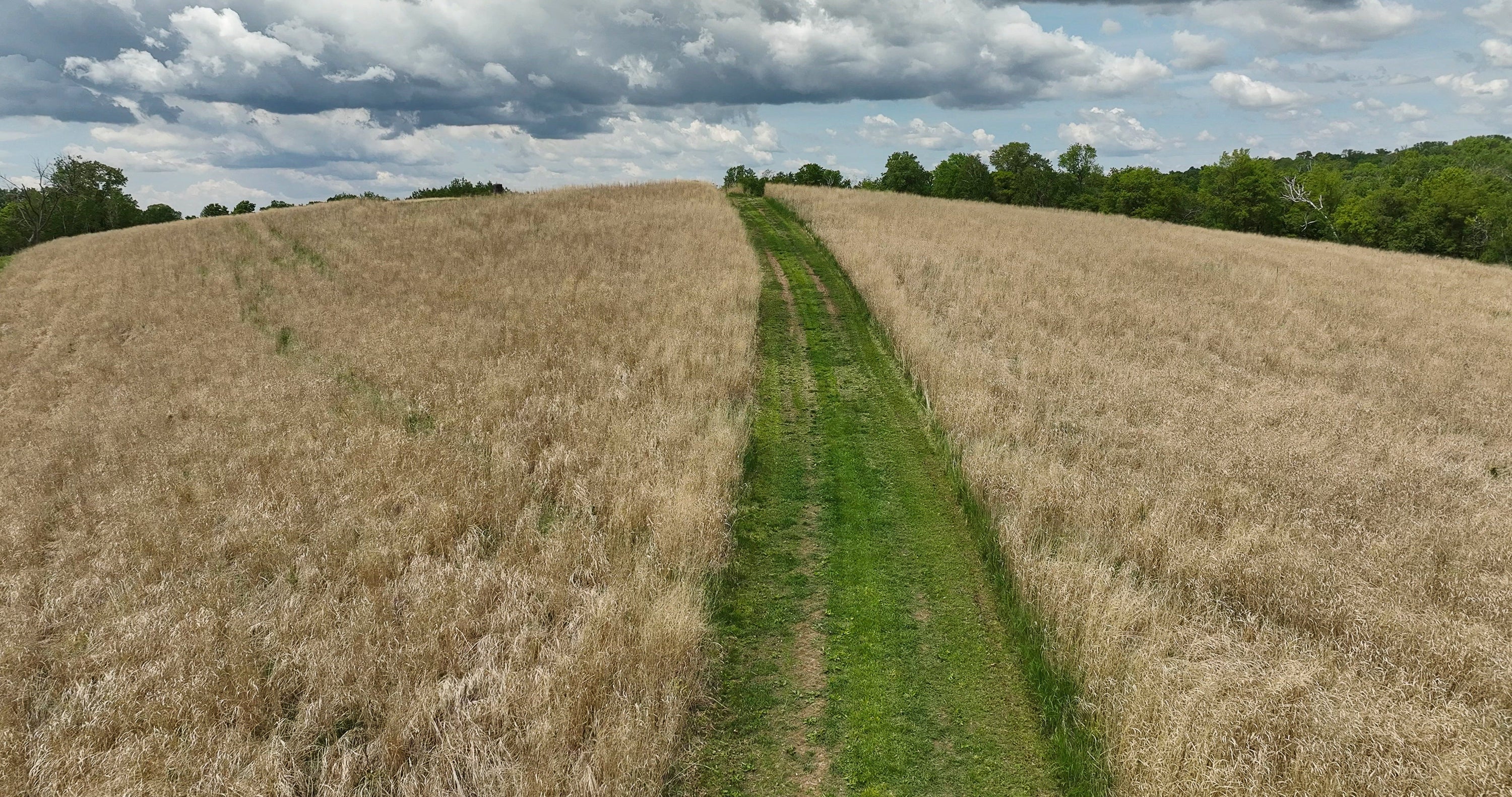 Switchgrass for Deer Hunting: The “Set-It-and-Forget-It” Cover That Ch ...