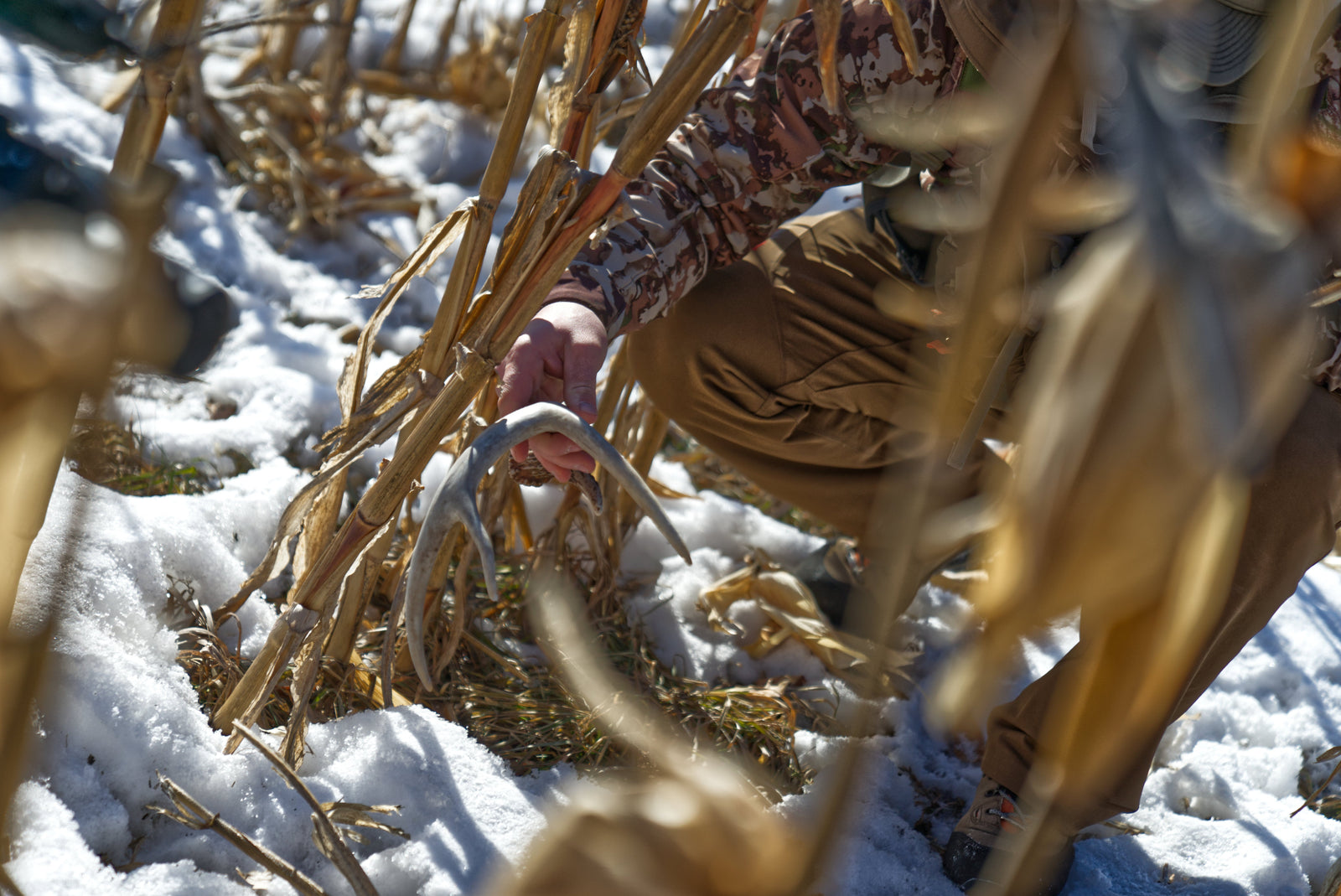 Top 5 Shed Hunting Strategies and Tactics for Finding More Antlers