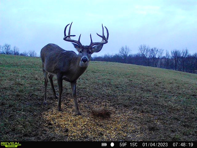 Nourishing Nature: A Guide to Whitetail Deer Nutrition Throughout the Year