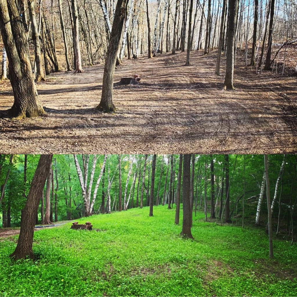 Deer Plot Success on a Small Property