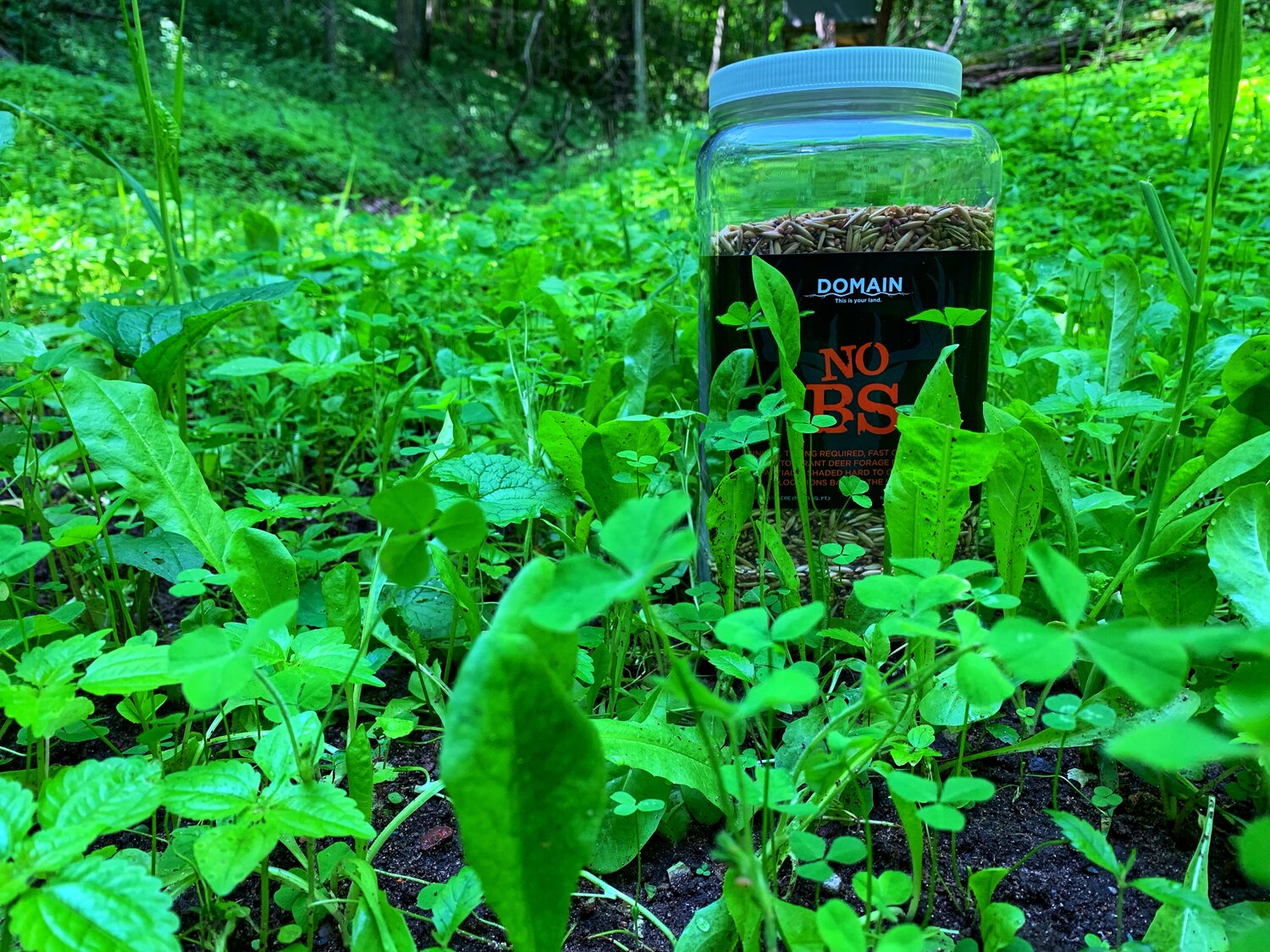 No Till Food Plots for Deer