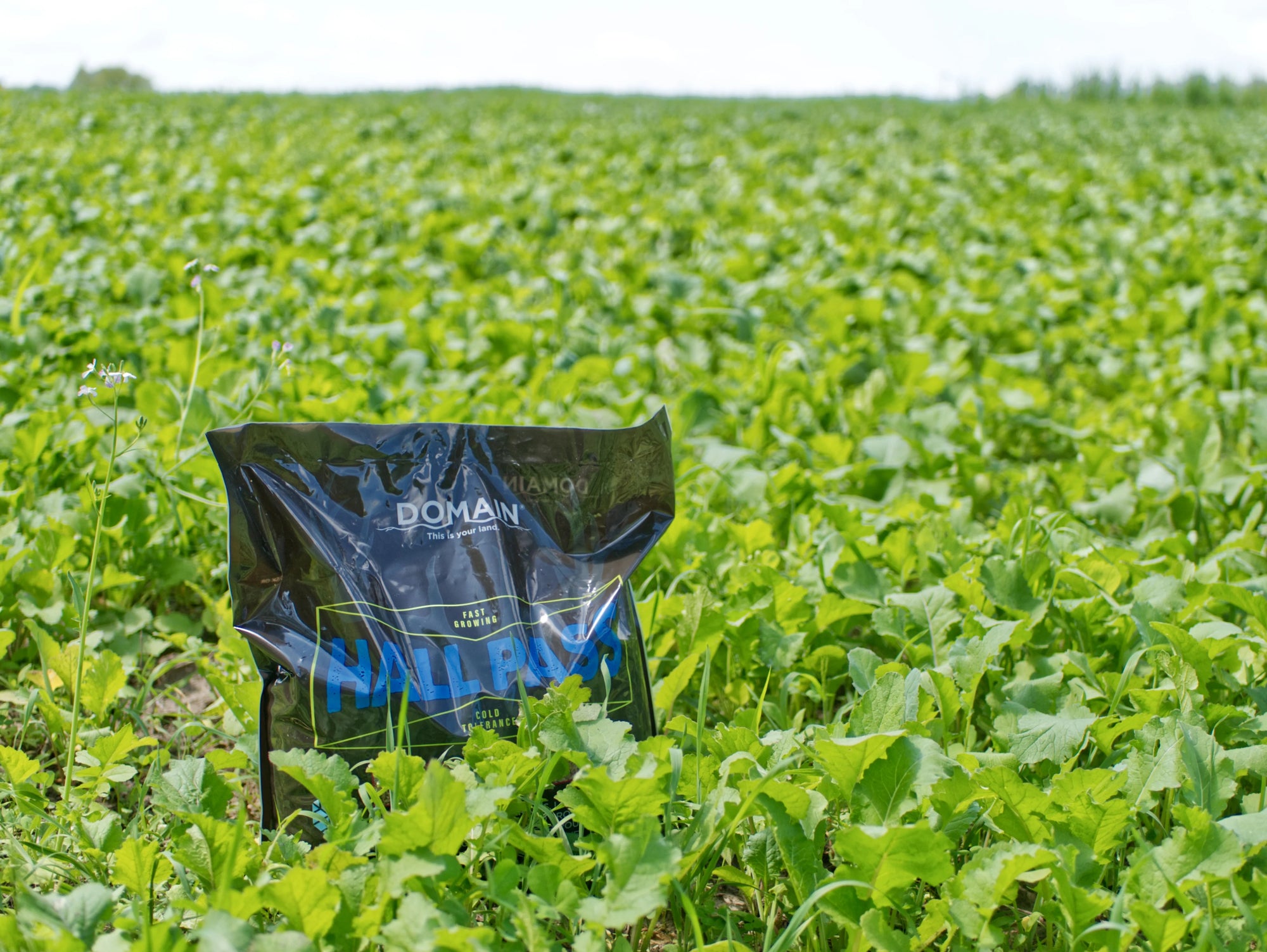 Sowing Success: The Ultimate Late Season Seed Mix for a Bountiful Deer Food Plot