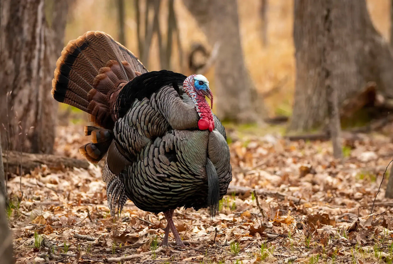 Turkey Hunting Habitat Planning That Produces Birds Year After Year