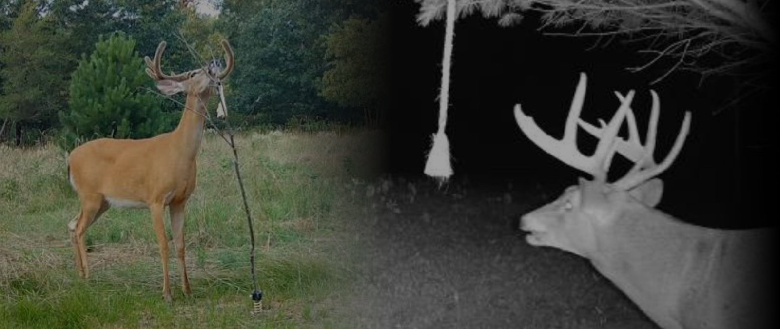Why Summer Mock Scrapes Might Be the Most Underrated Tool in Whitetail Hunting
