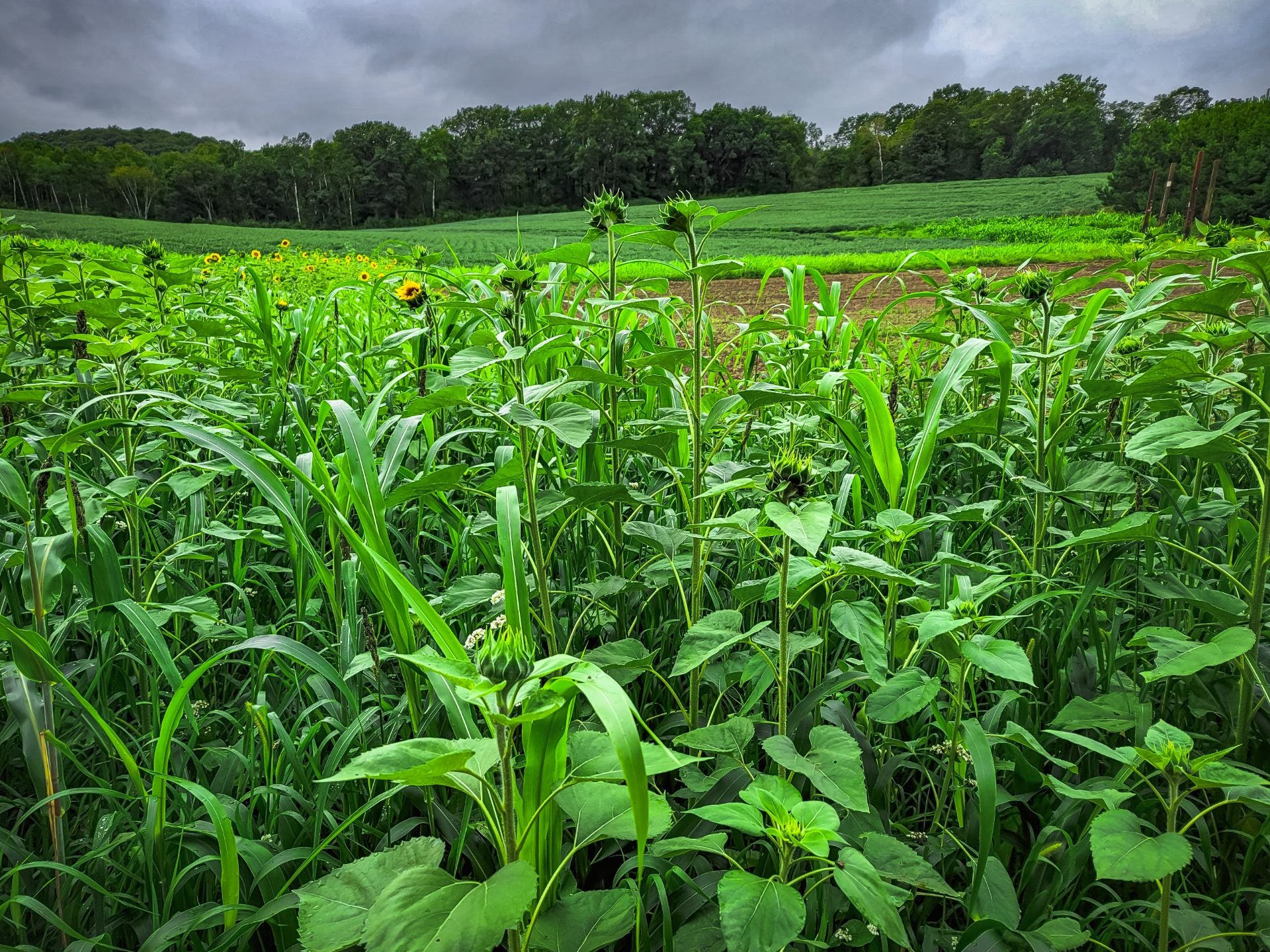 planting bird seed for food plots Dirty Bird™ Food Plot Seed
