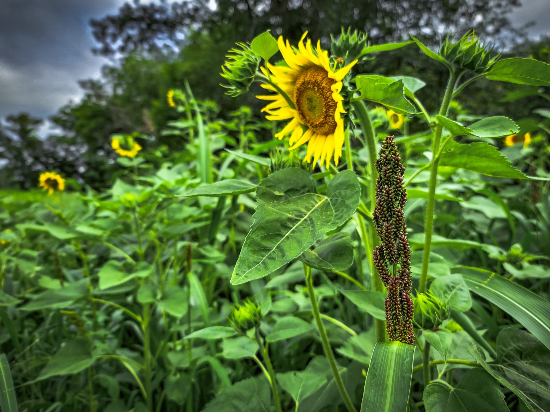 planting bird seed Dirty Bird™ Food Plot Seed