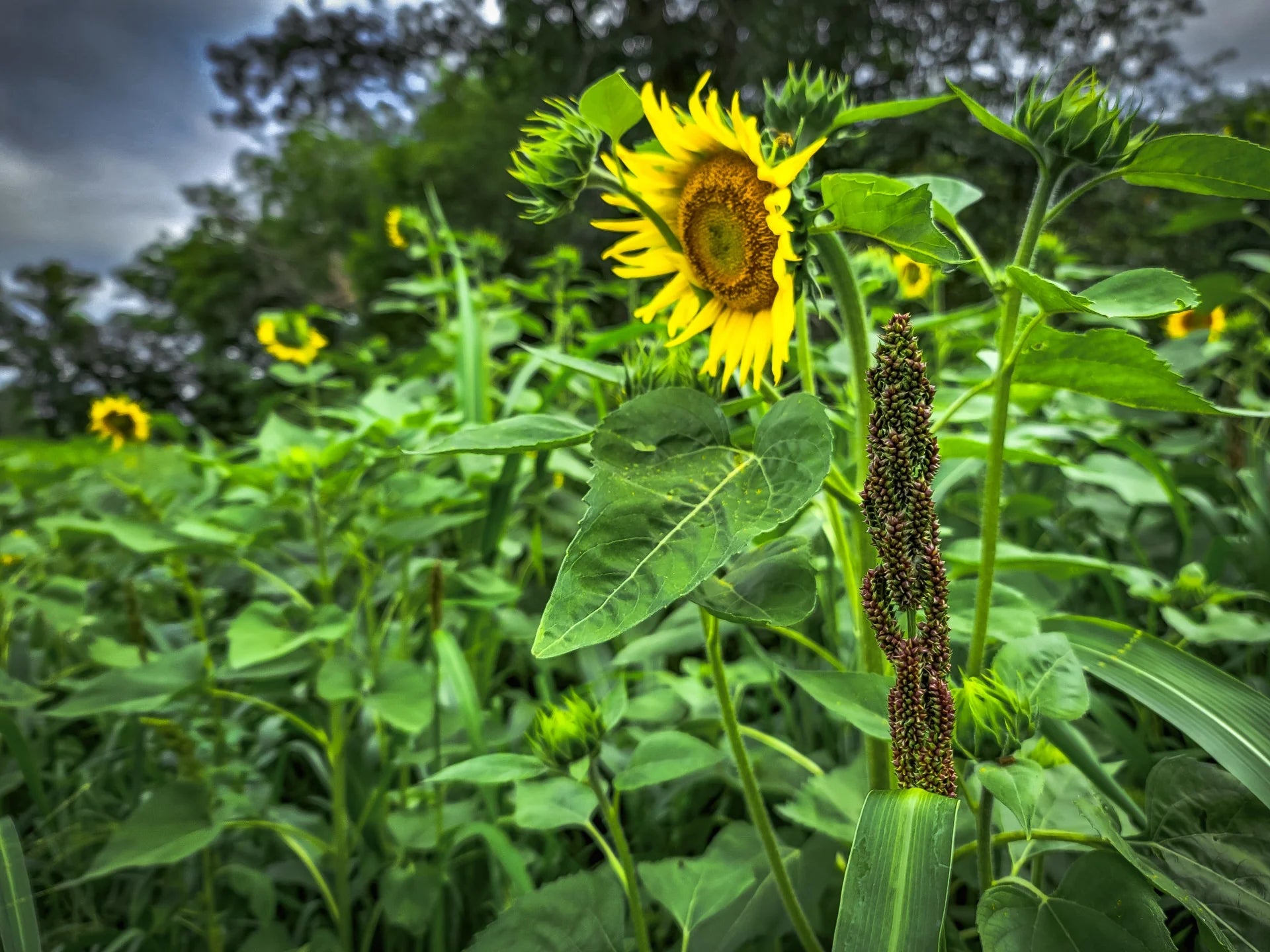 sunflower seeds per acre planting Sunflower Food Plot Seed