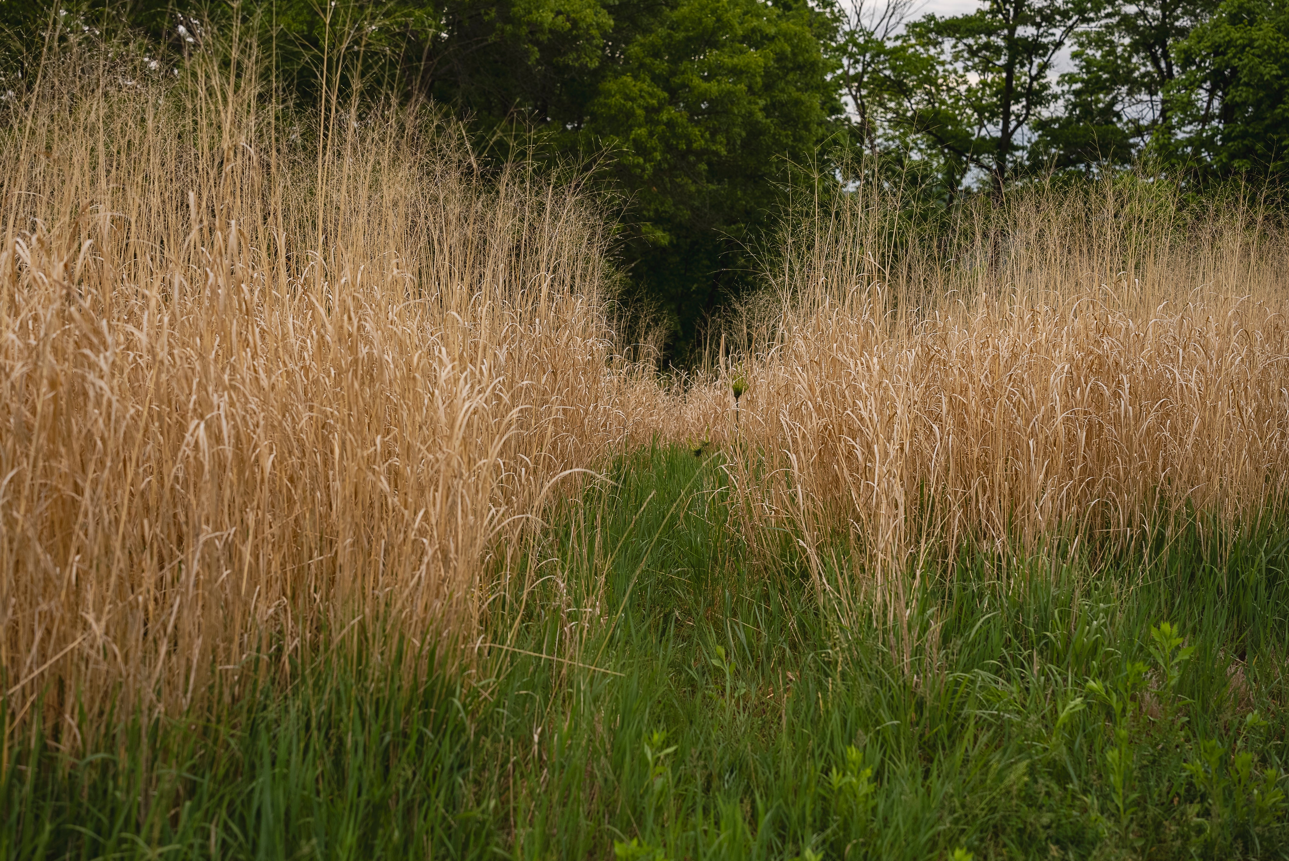 planting switchgrass seed RC Big Rock Switchgrass Food Plot Seed