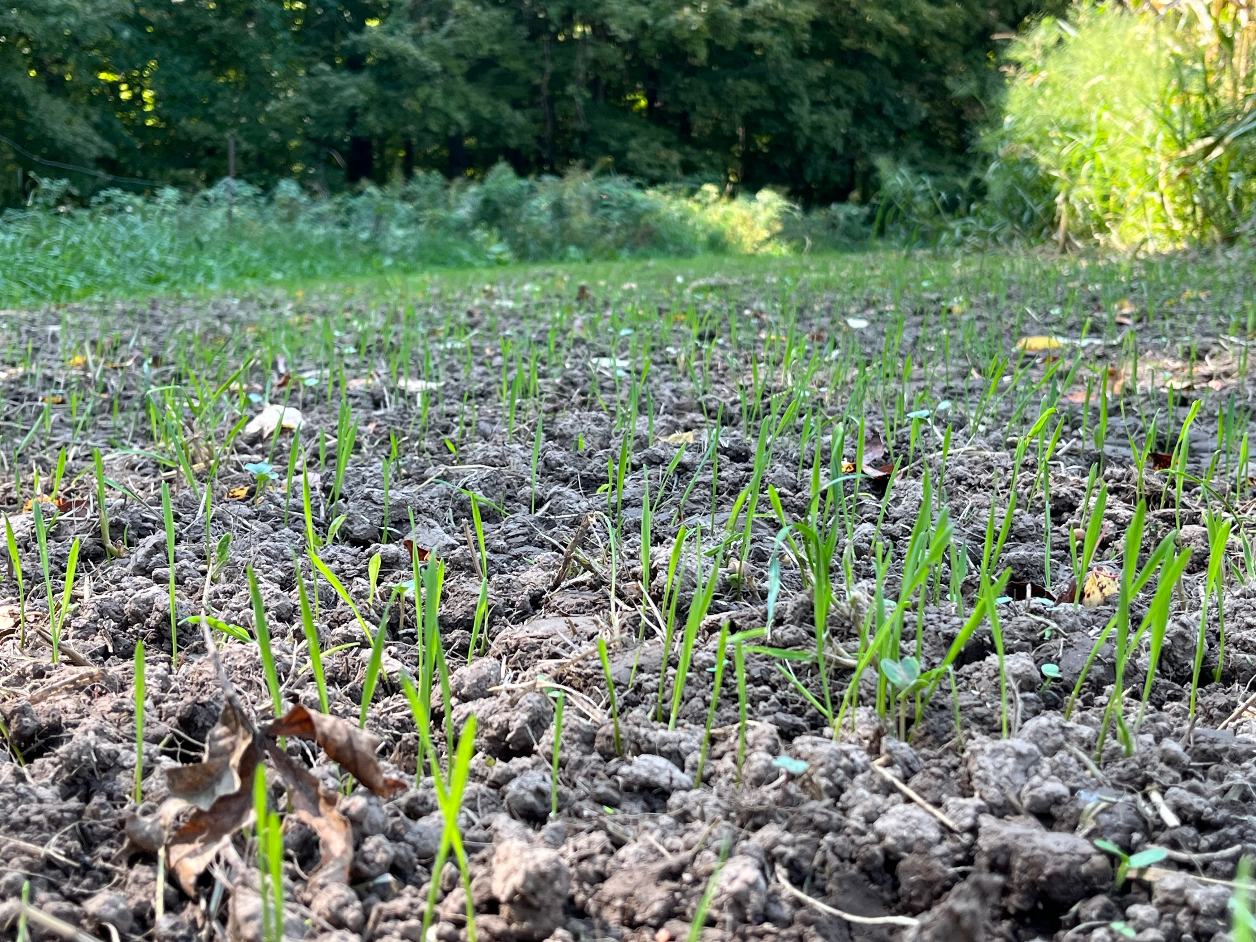 3-Way Grainz Food Plot Seed - Domain Outdoor