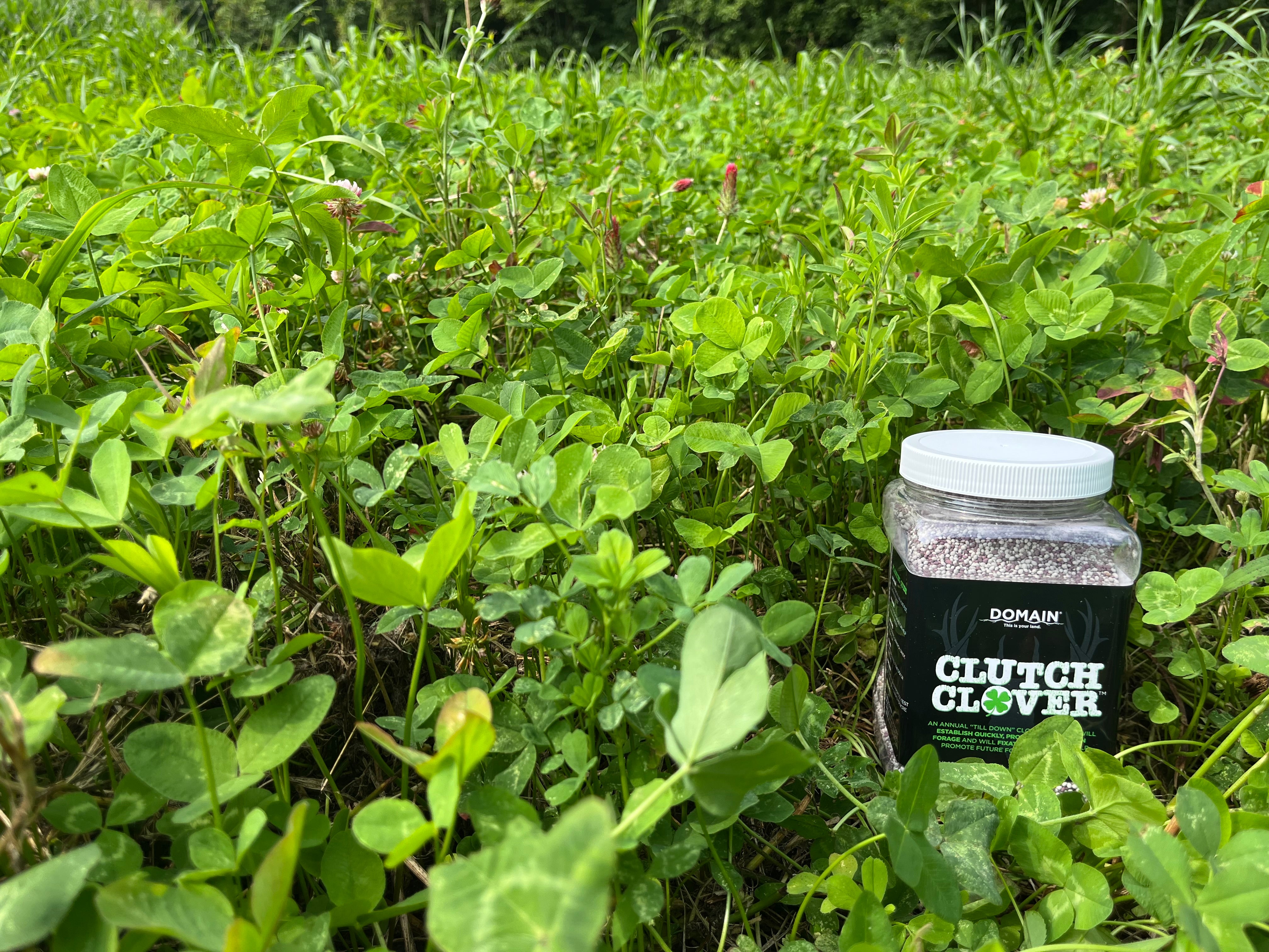 Clutch Clover™ Food Plot Seed - Domain Outdoor