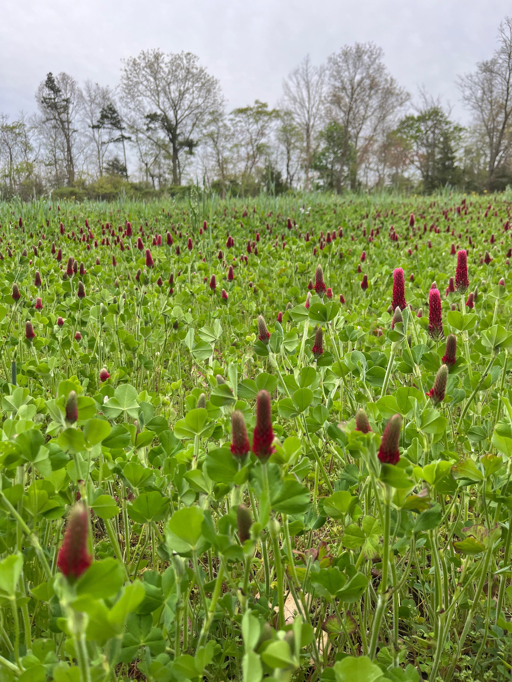 red clover seed planting Domain Pounder - Crimson Clover Food Plot Seed