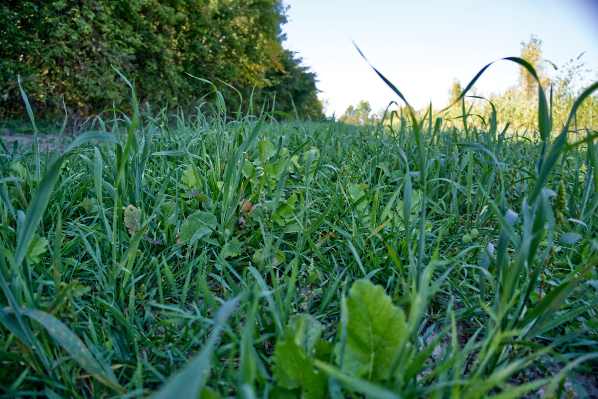 WINTER WHEAT