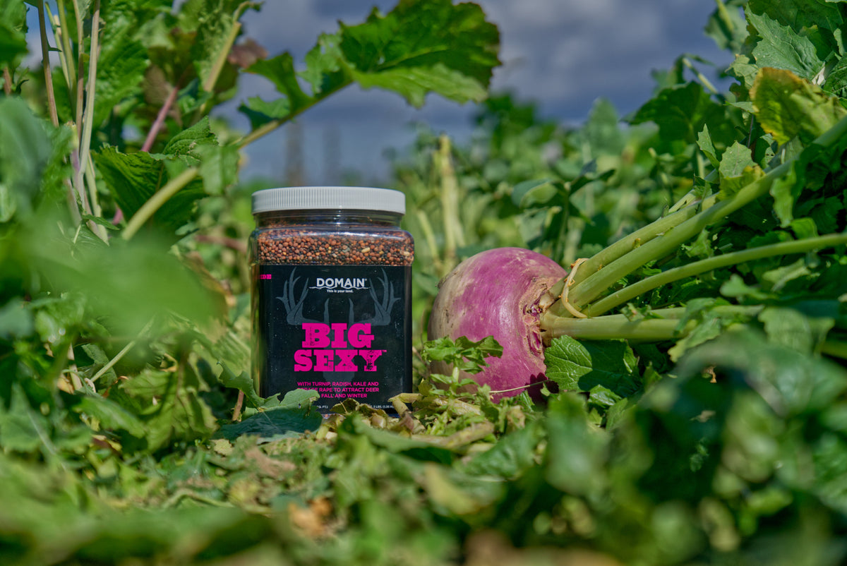 Domain Outdoor Big Sexy food plot with bulb