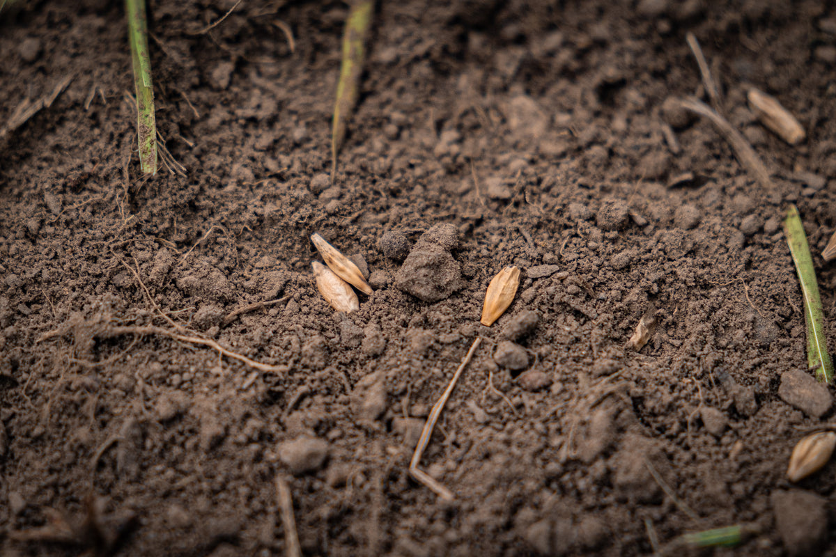 Barley Legal Food Plot Seed