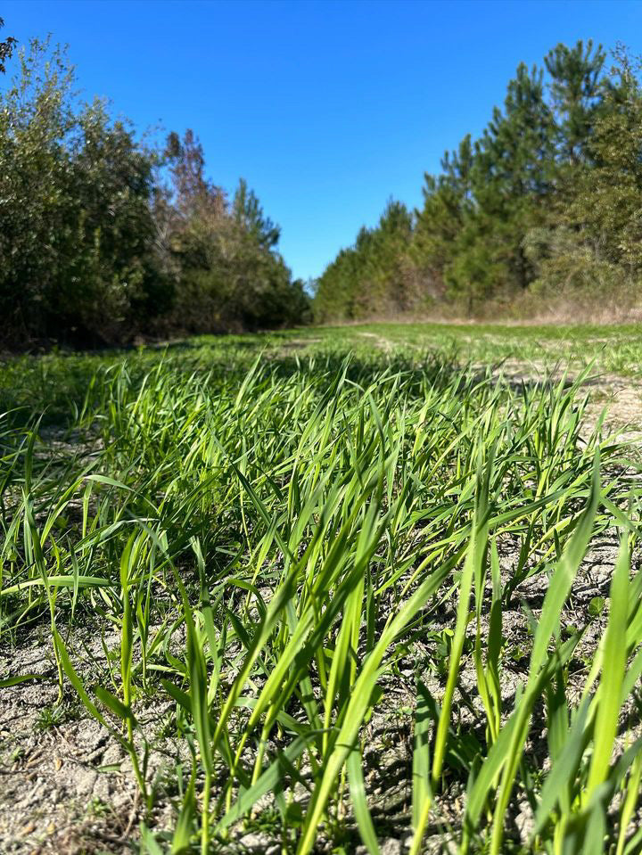 Forage Oats - Domain Outdoor