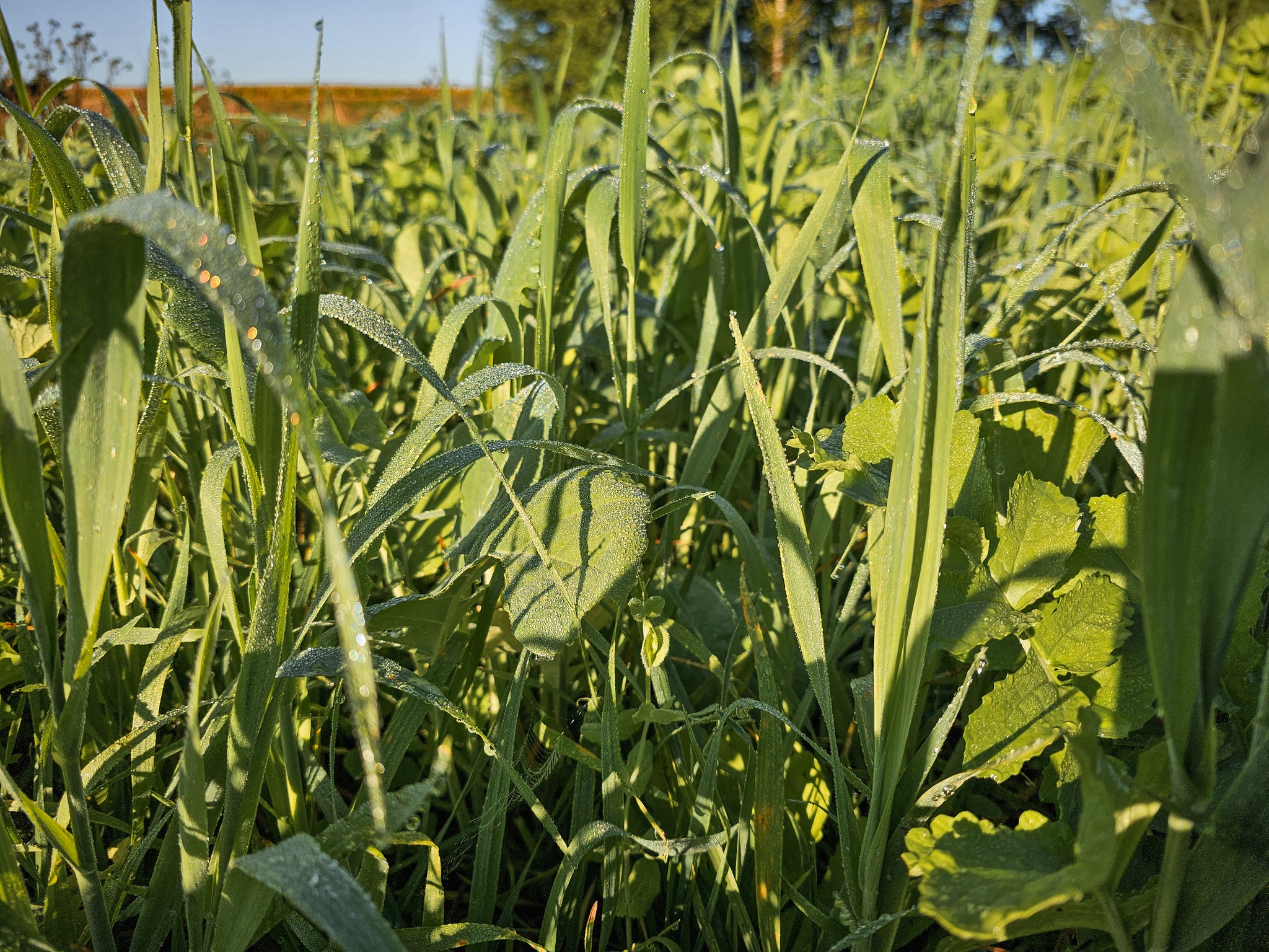 Forage Rumple Forage Factory™ - Domain Outdoor