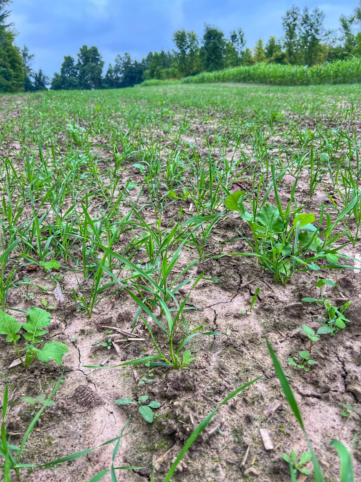 seed factory of the plant Forage Factory Food Plot Seed