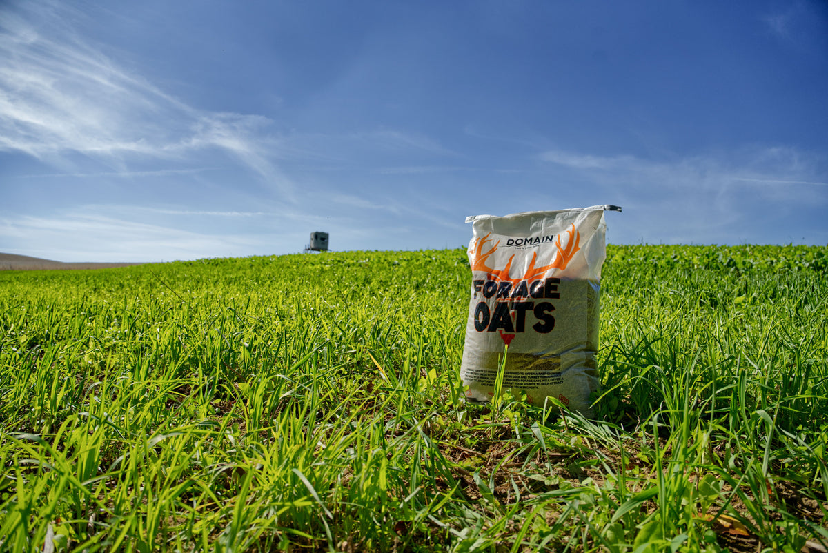 Forage Oats