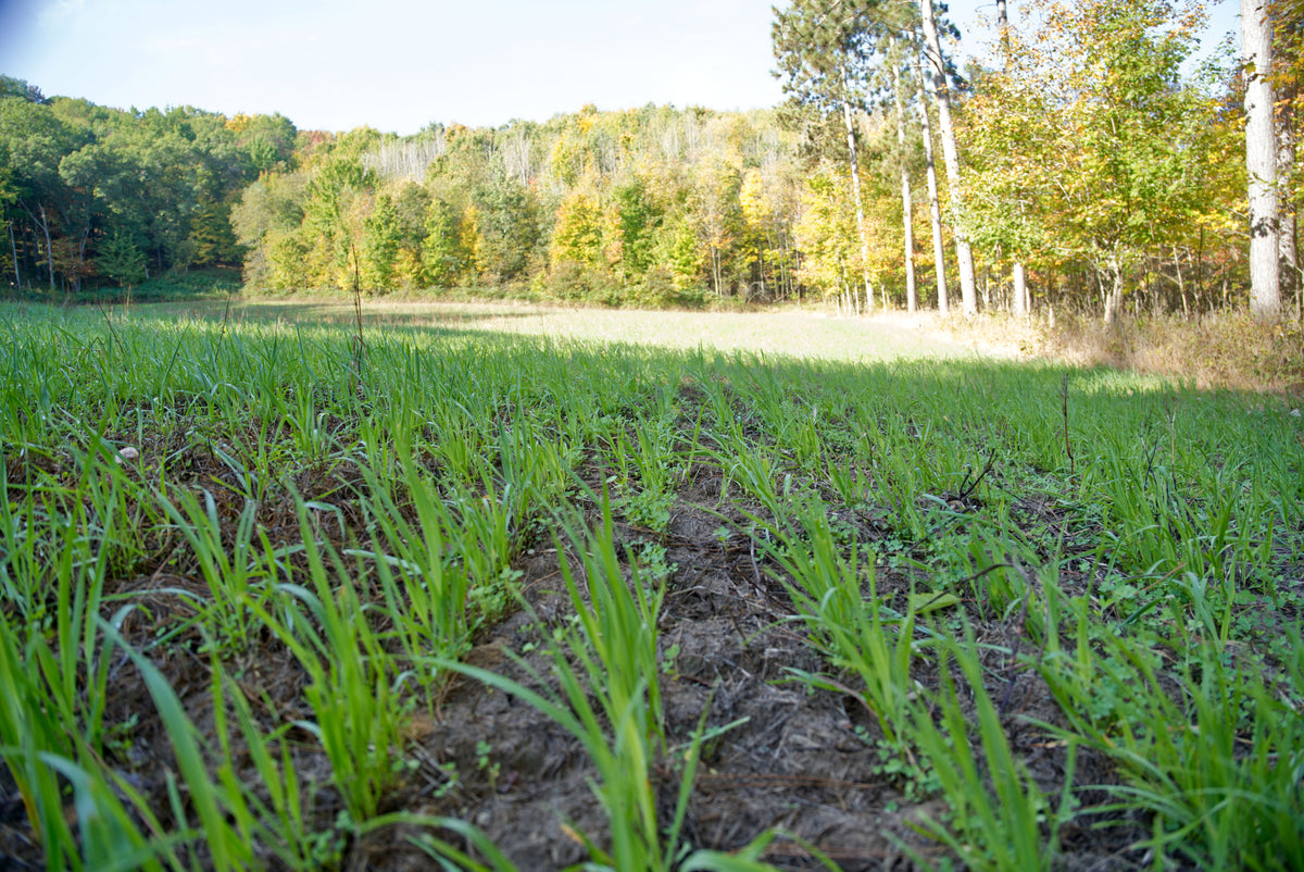 Forage Oats