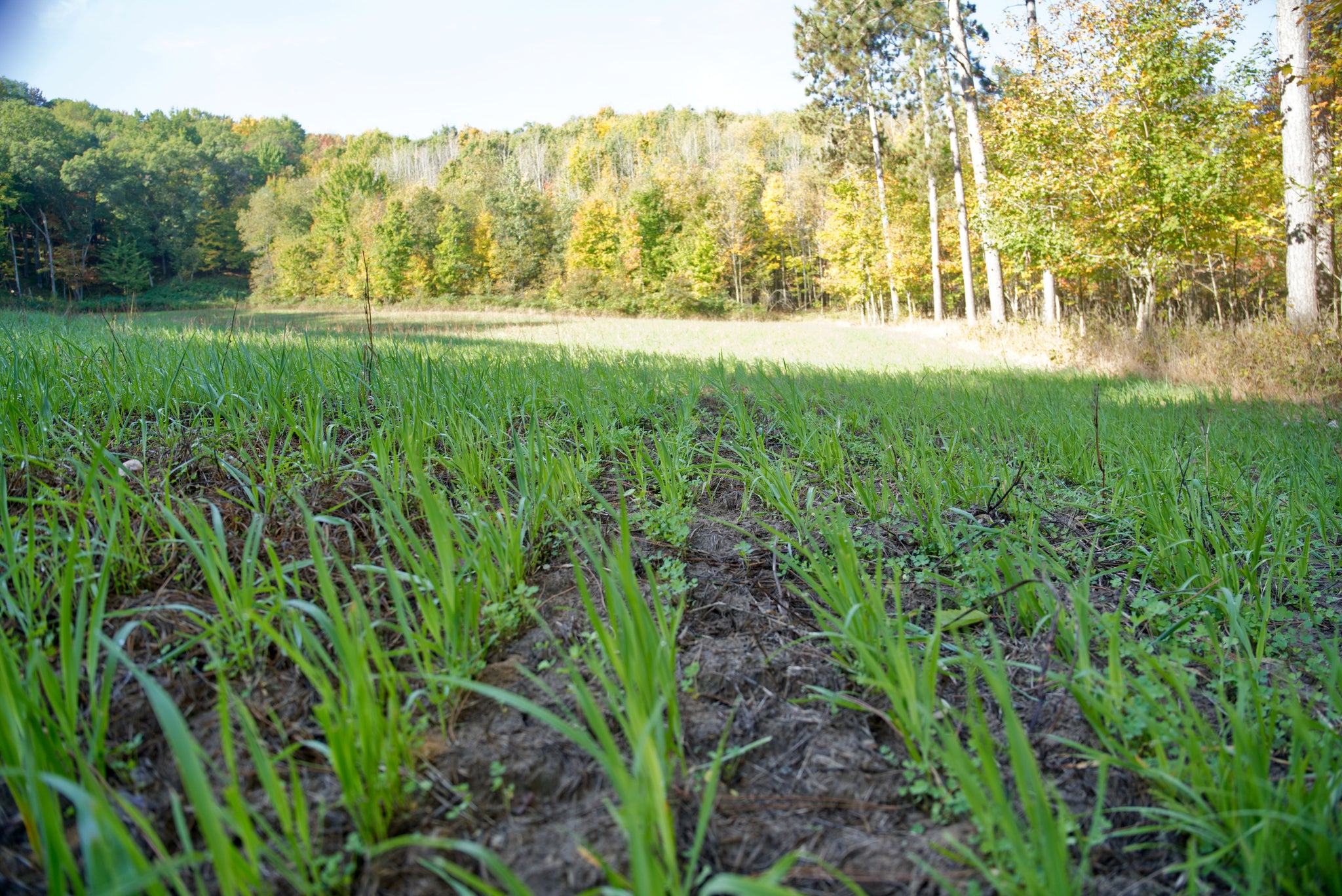 food plot seed to plant in august Forage Oats Food Plot Seed