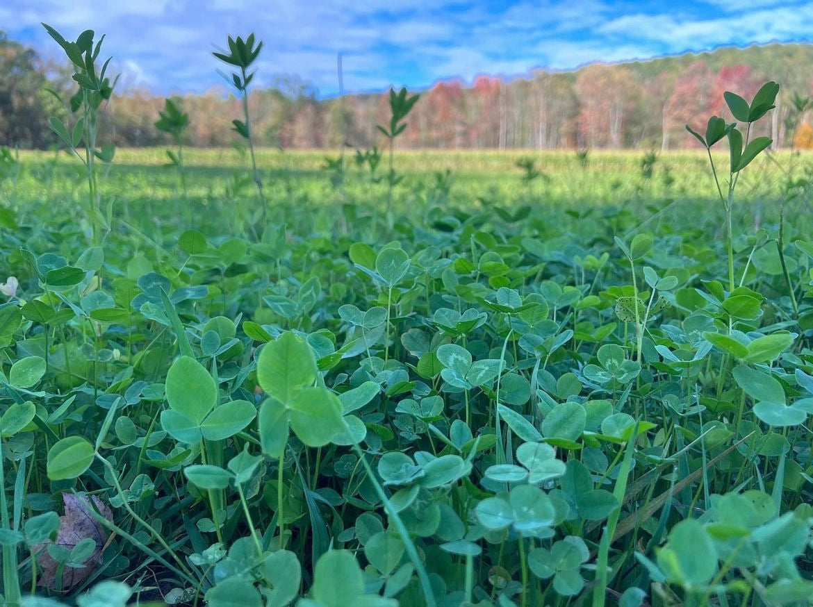 best food plot seed to plant in september Spring Combo Bundle Food Plot Seed