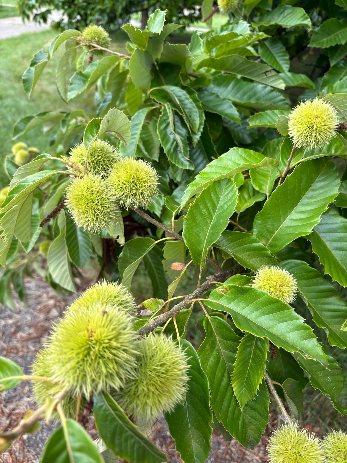 Gobbler Chestnut