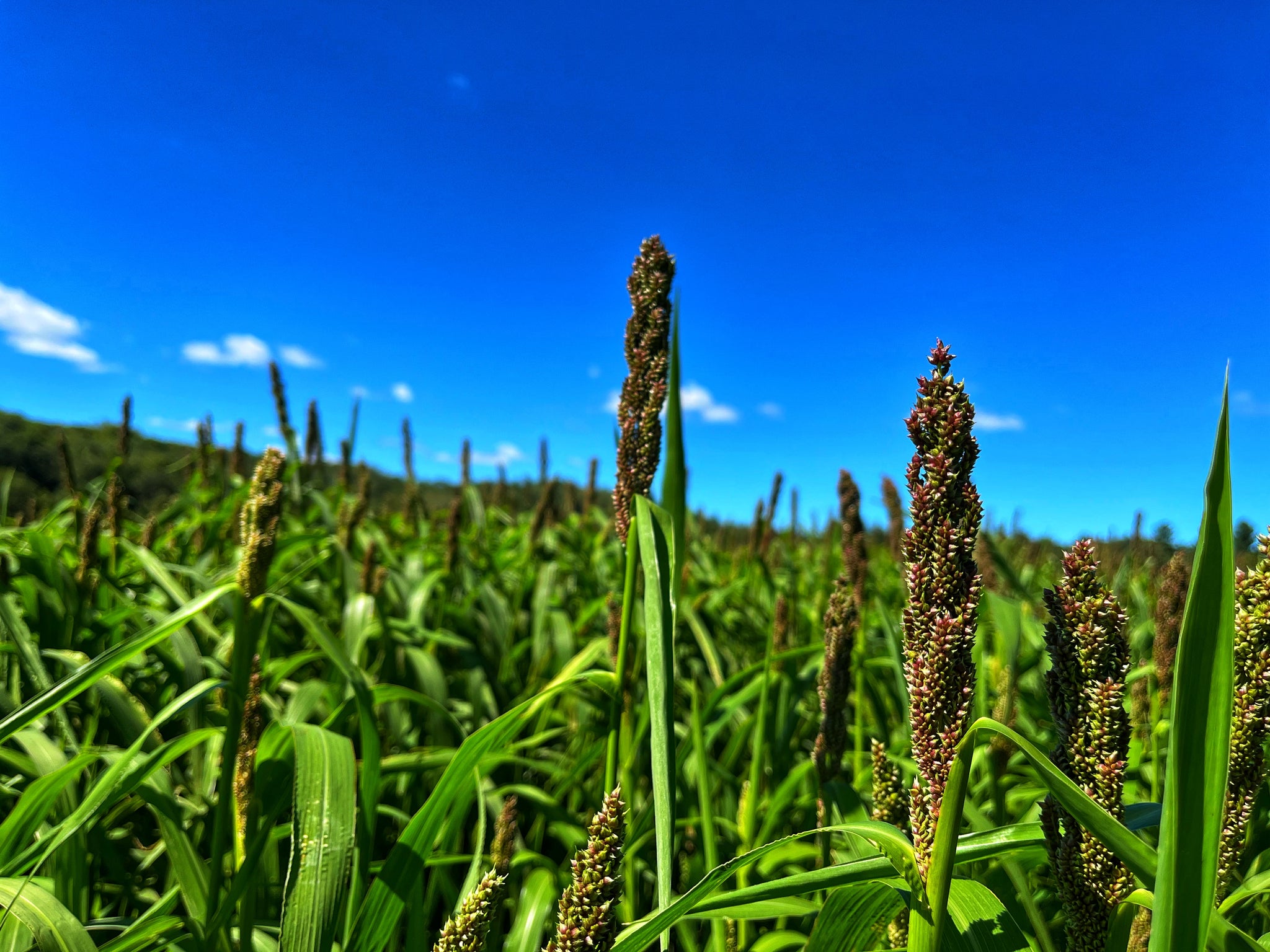 bird seed millet plant Dirty Bird™ Food Plot Seed