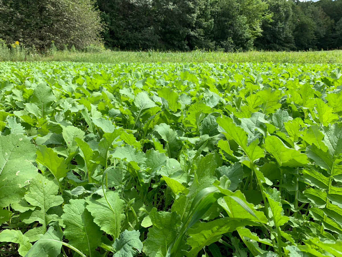 No Till Bundle Food Plot Seed