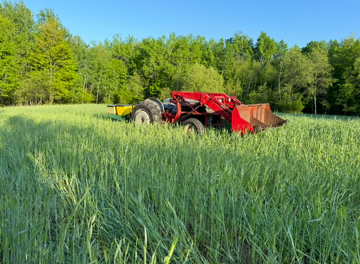 planting rye seed Winter Rye Food Plot Seed