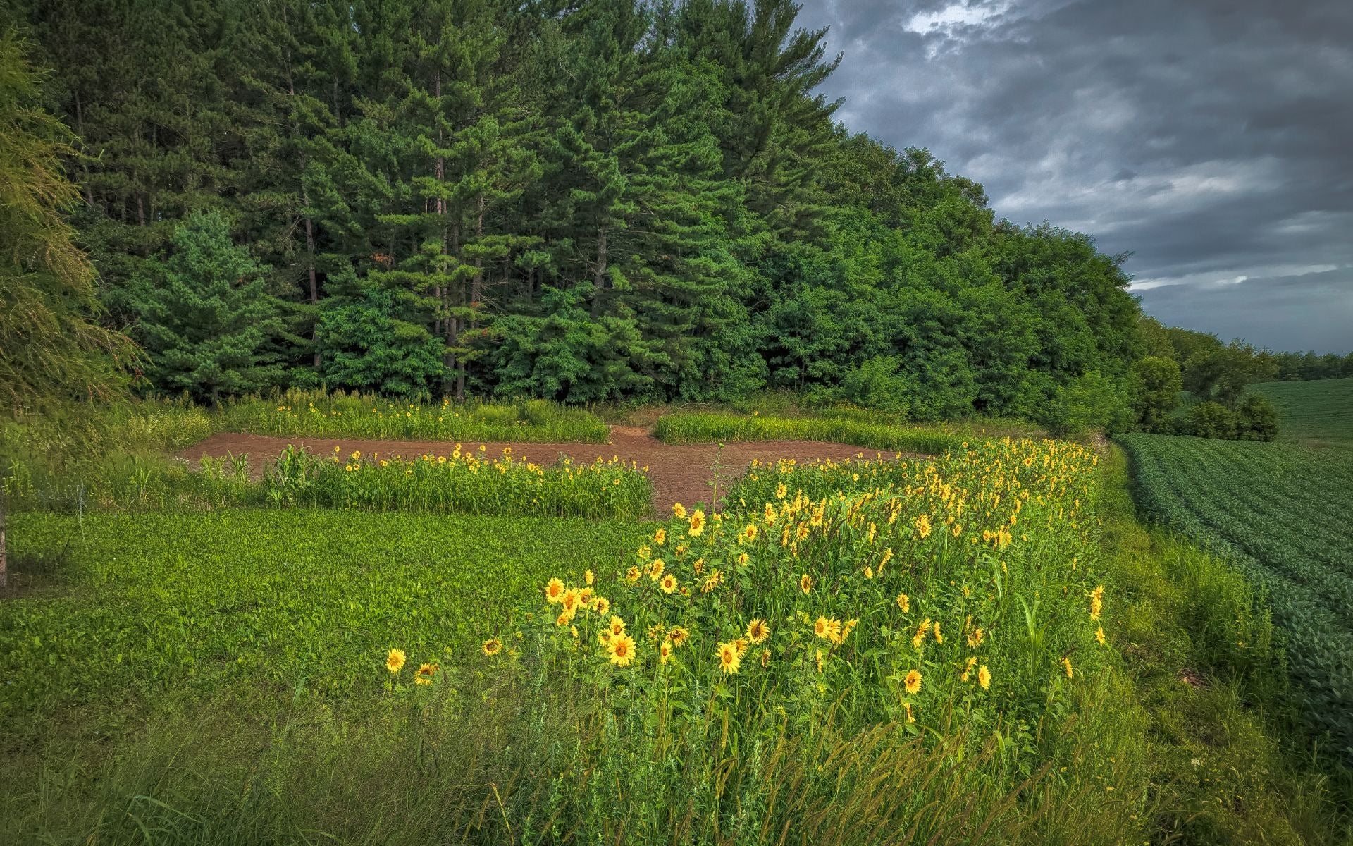 planting bird seed for food plots Dirty Bird™ Food Plot Seed