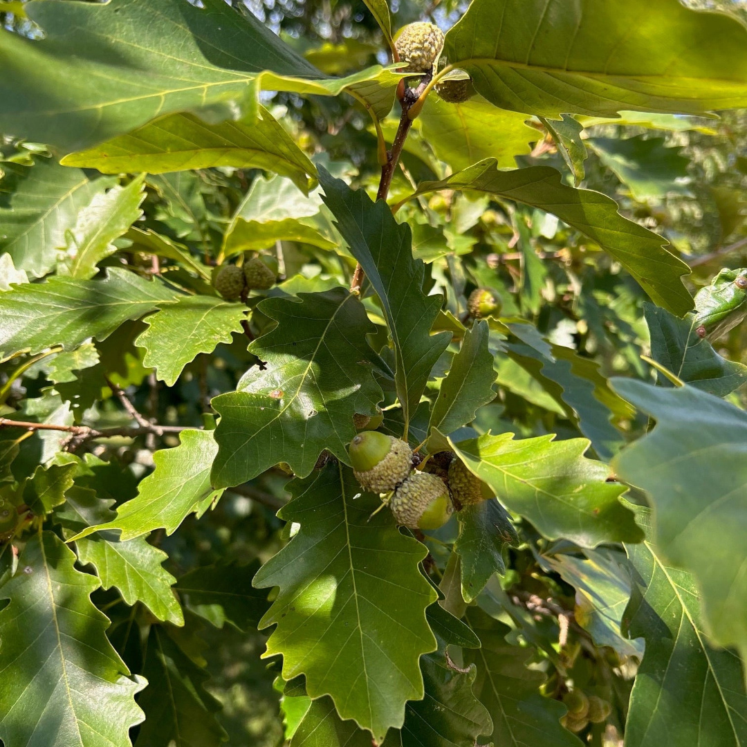 Jack Hybrid Oak (Quercus jackiana)