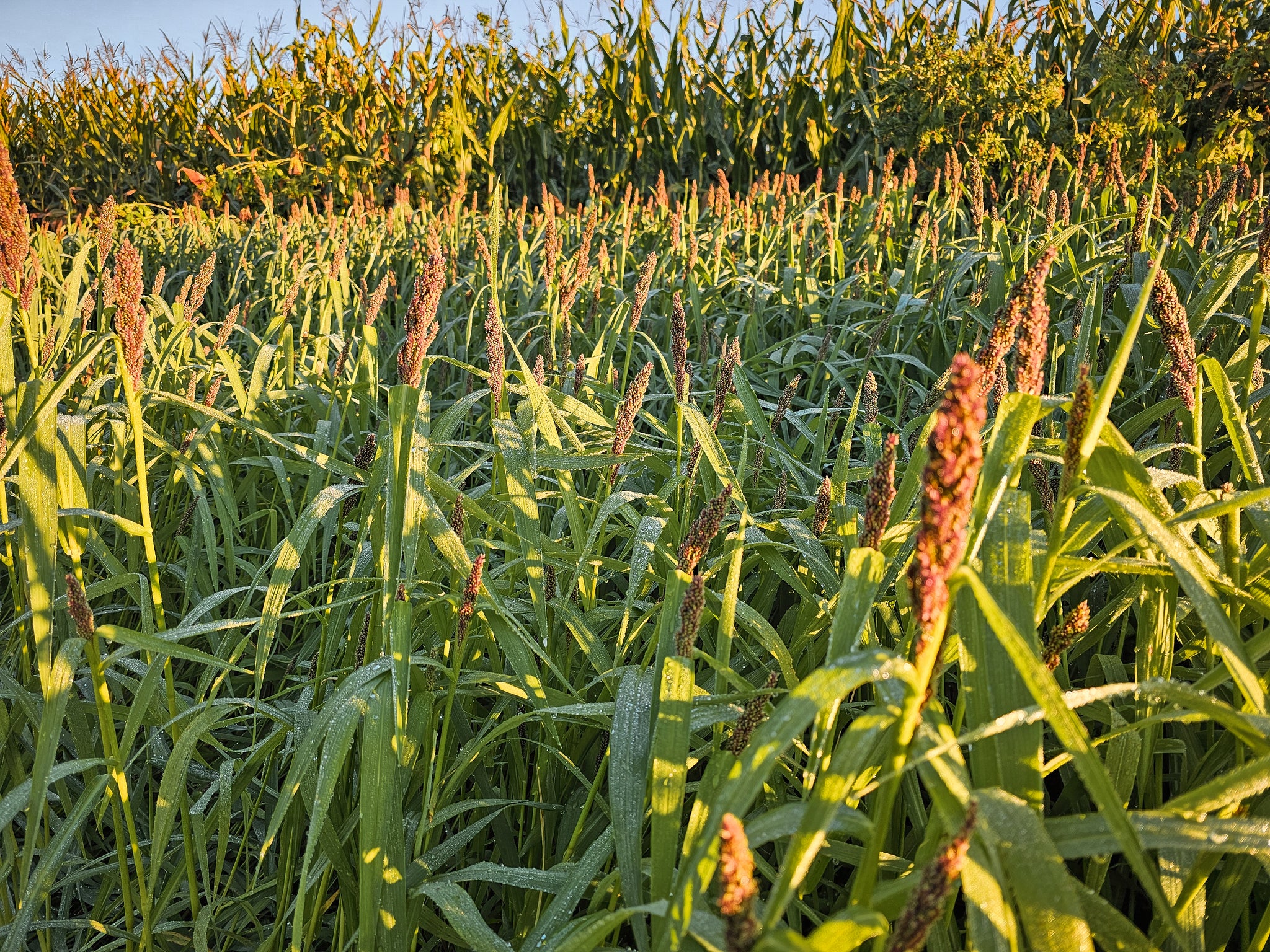 seed planting strips Landing Strip™ Food Plot Seed